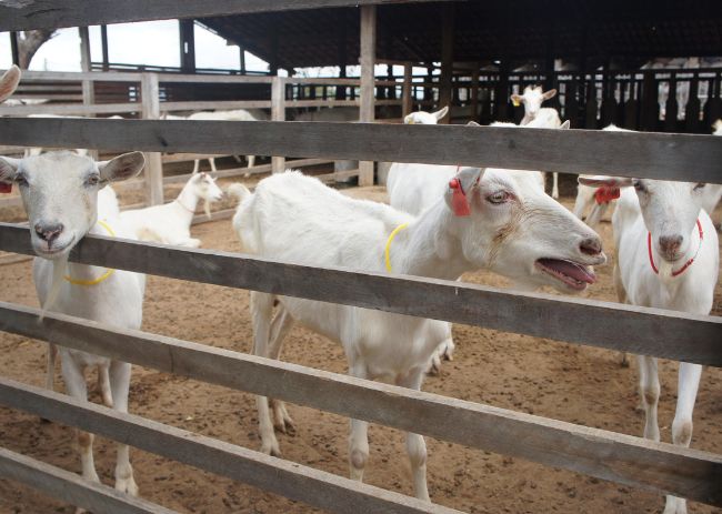 Principais resultados do modelo Cabrito Ecológico