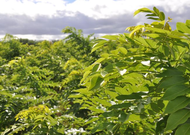Base alimentar no modelo Cabrito Ecológico