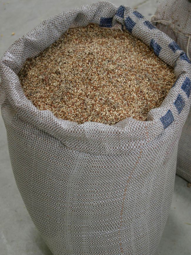 Sorgo em grão