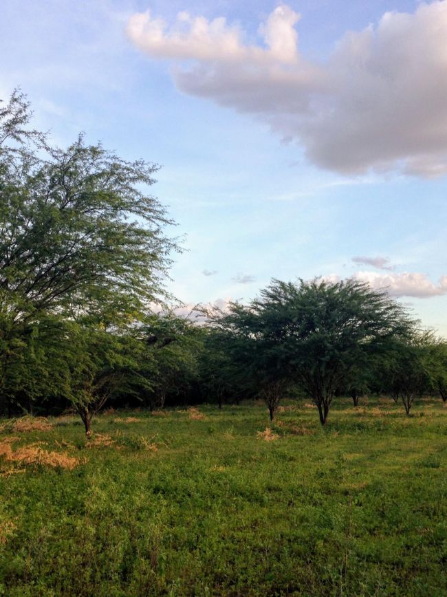 caatinga
