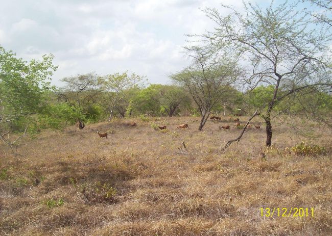 Caatinga raleada na seca