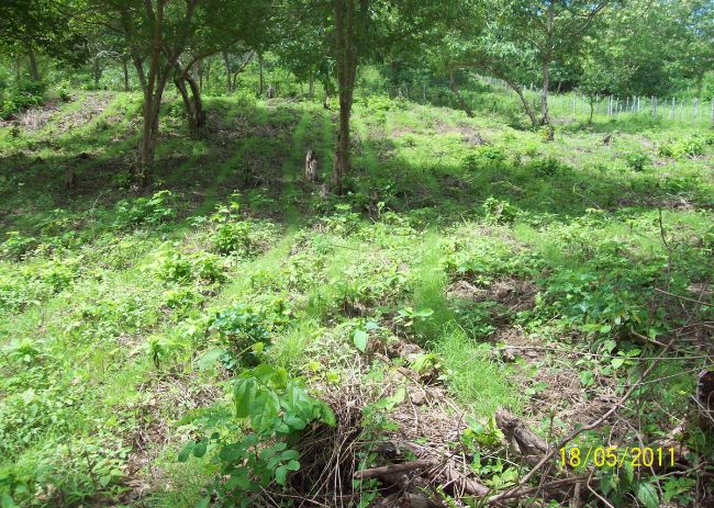 Caatinga raleada na chuva