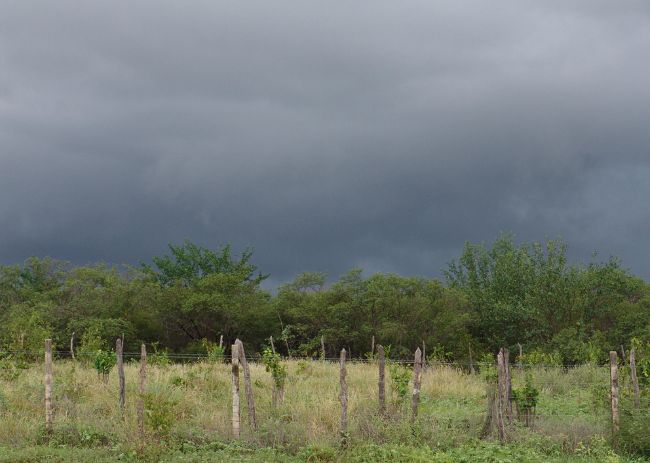 caatinga