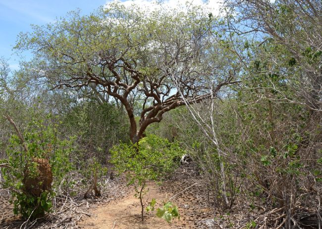 caatinga