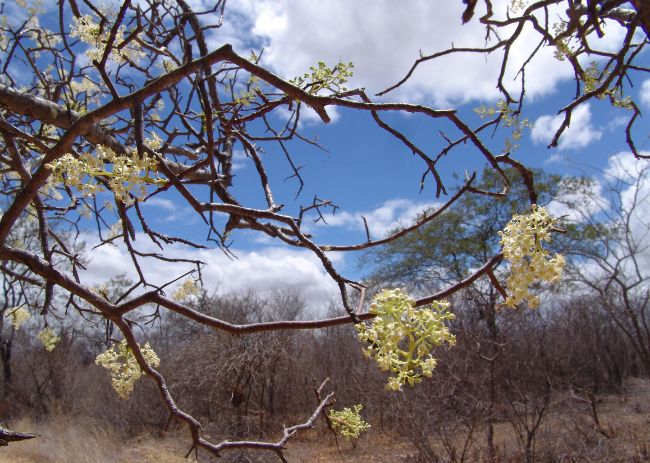 caatinga