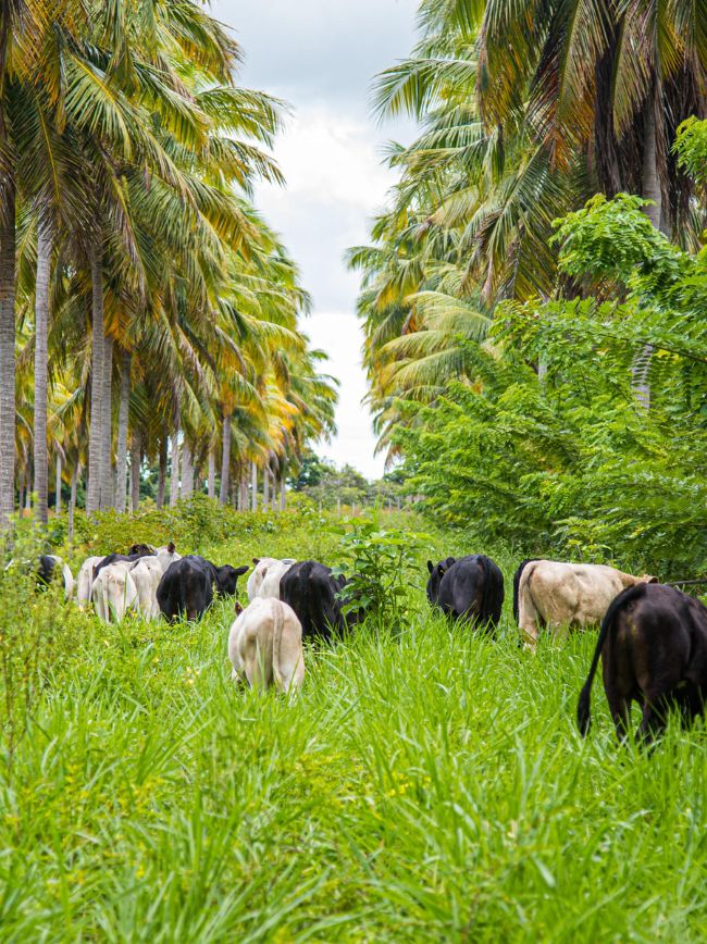 O que devo saber sobre a Zona da Mata?