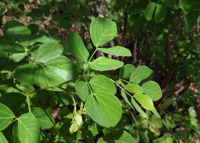 sabiá (Caesalpinea echinata