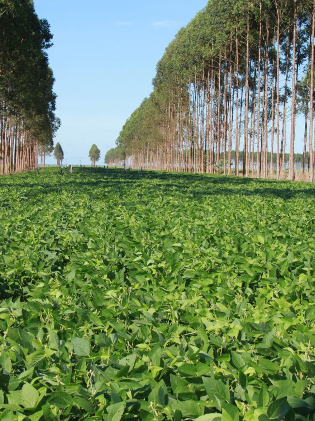 Campo com soja.