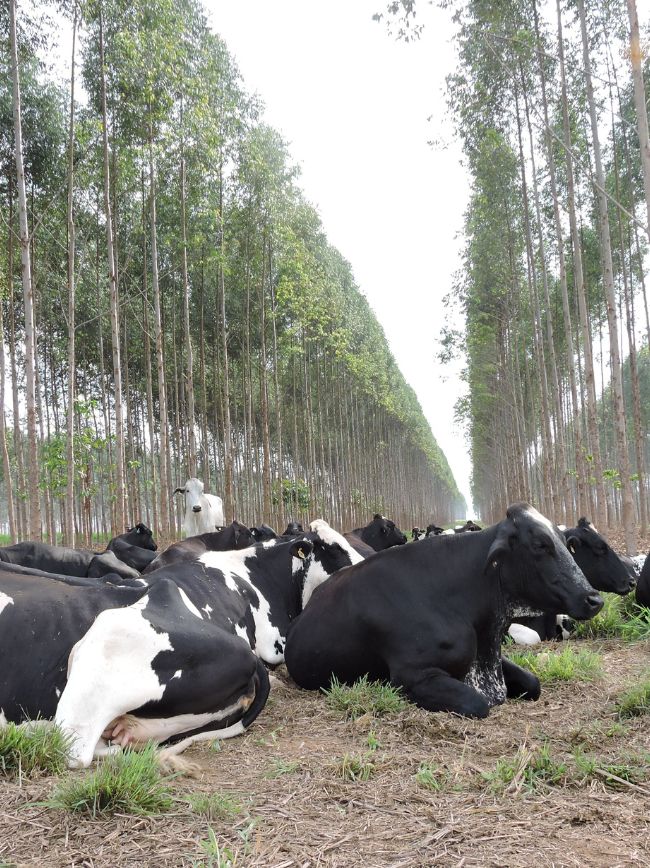 Gado descansando em área de ILPF.