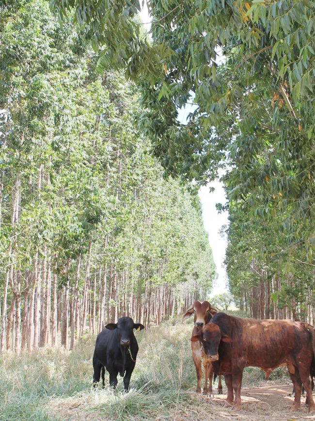Gado em área de ILPF