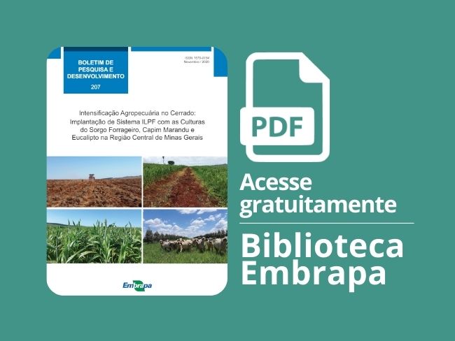 Implantação de Sistema ILPF com as culturas de sorgo forrageiro, capim marandu e eucalipto na região central de MG