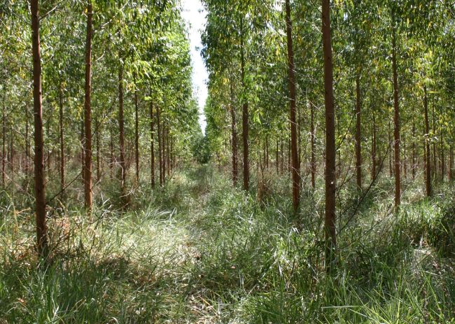 Integração Lavoura-Floresta (ILF)