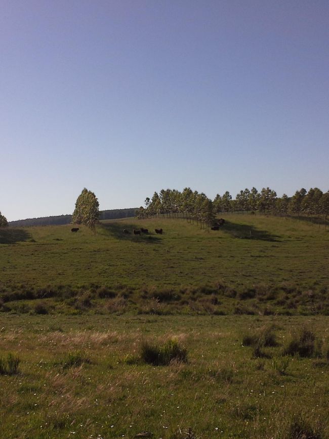 Área de ILPF.