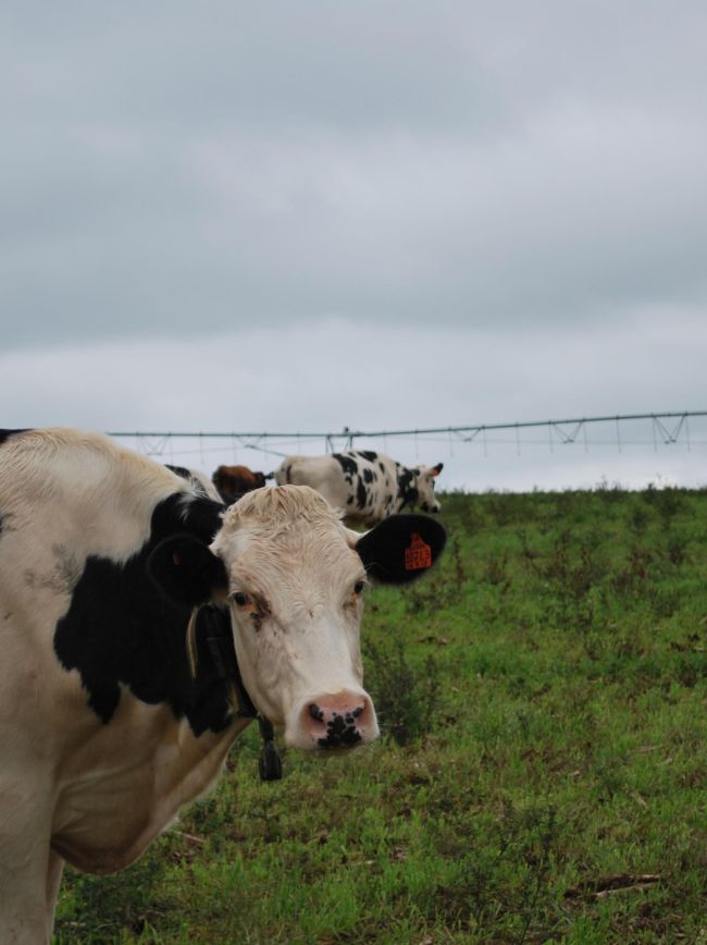 Fatores motivadores para a adoção da ILPF por pecuaristas do RS