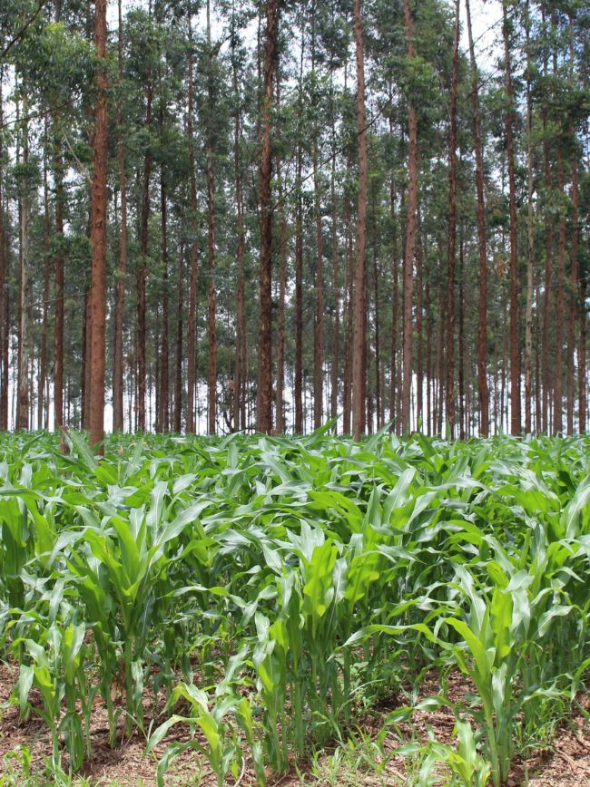 O que torna as plantas daninhas indesejáveis?