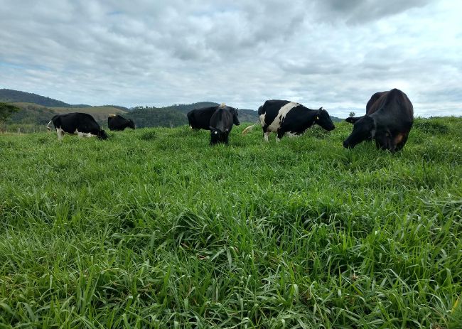Consórcios para o Rio Grande do Sul e Santa Catarina