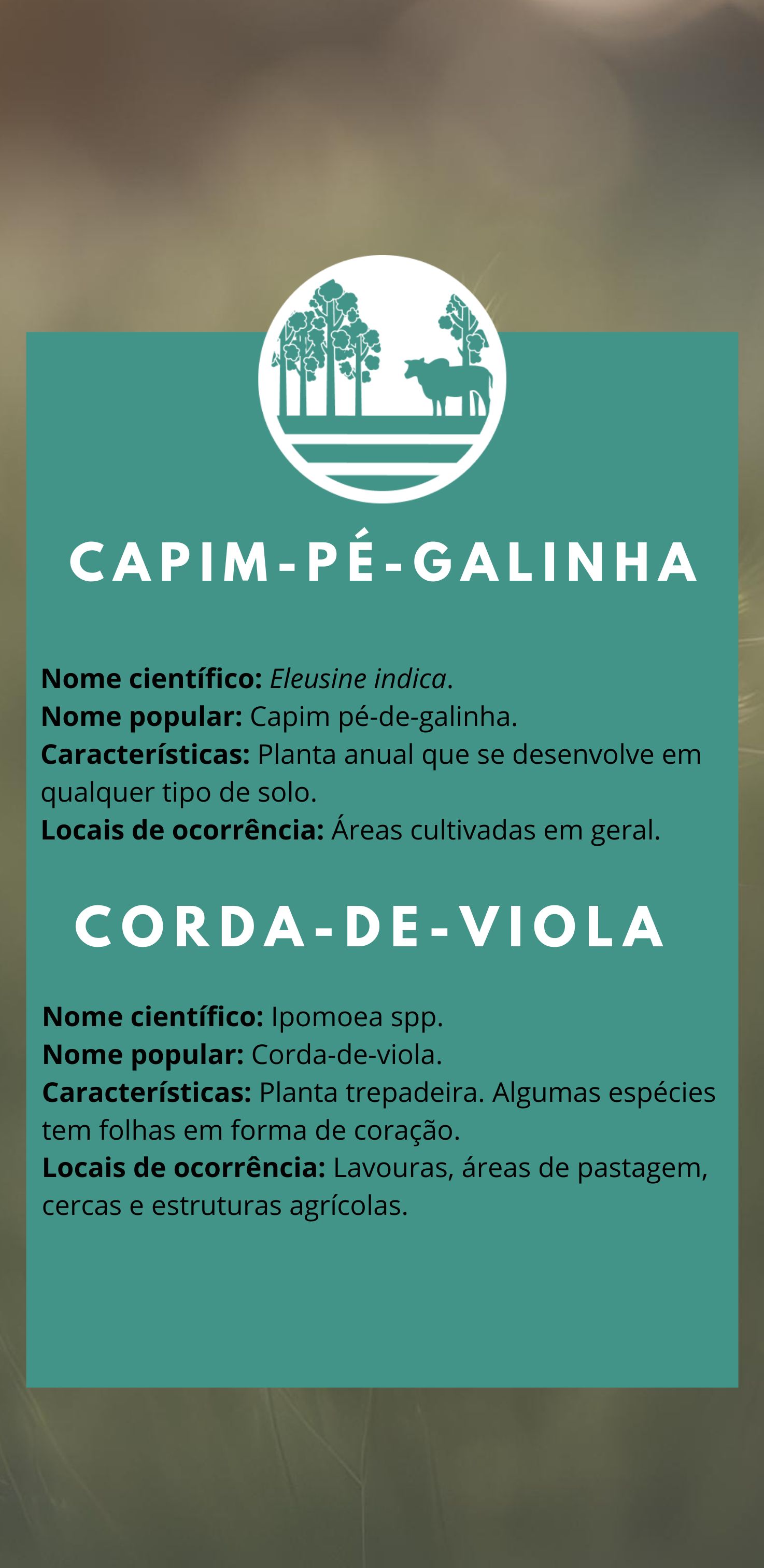 planta daninha