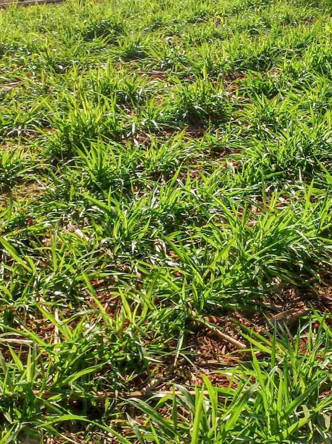 Quais são as plantas daninhas mais comuns?