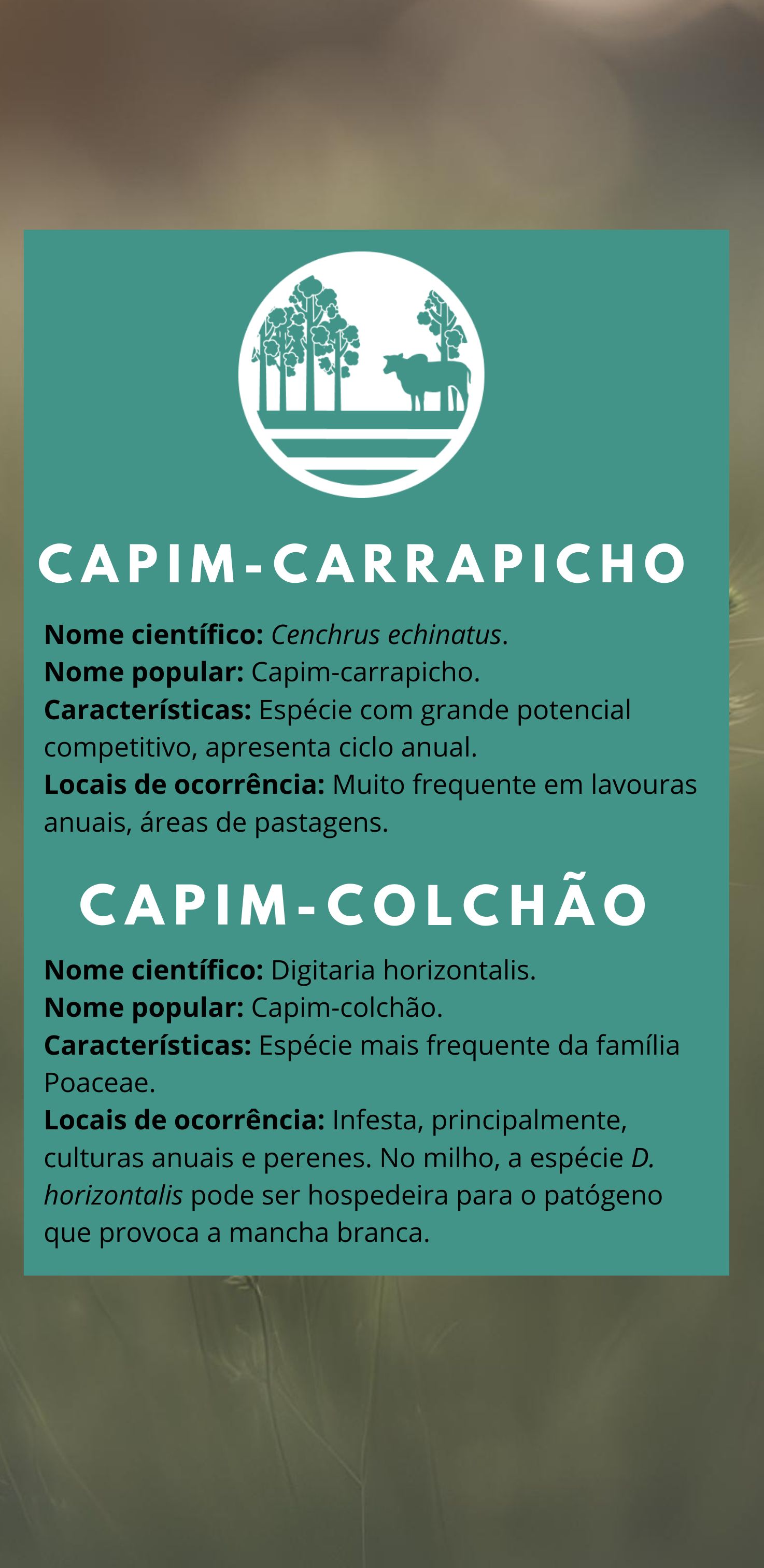 Capim colchão.