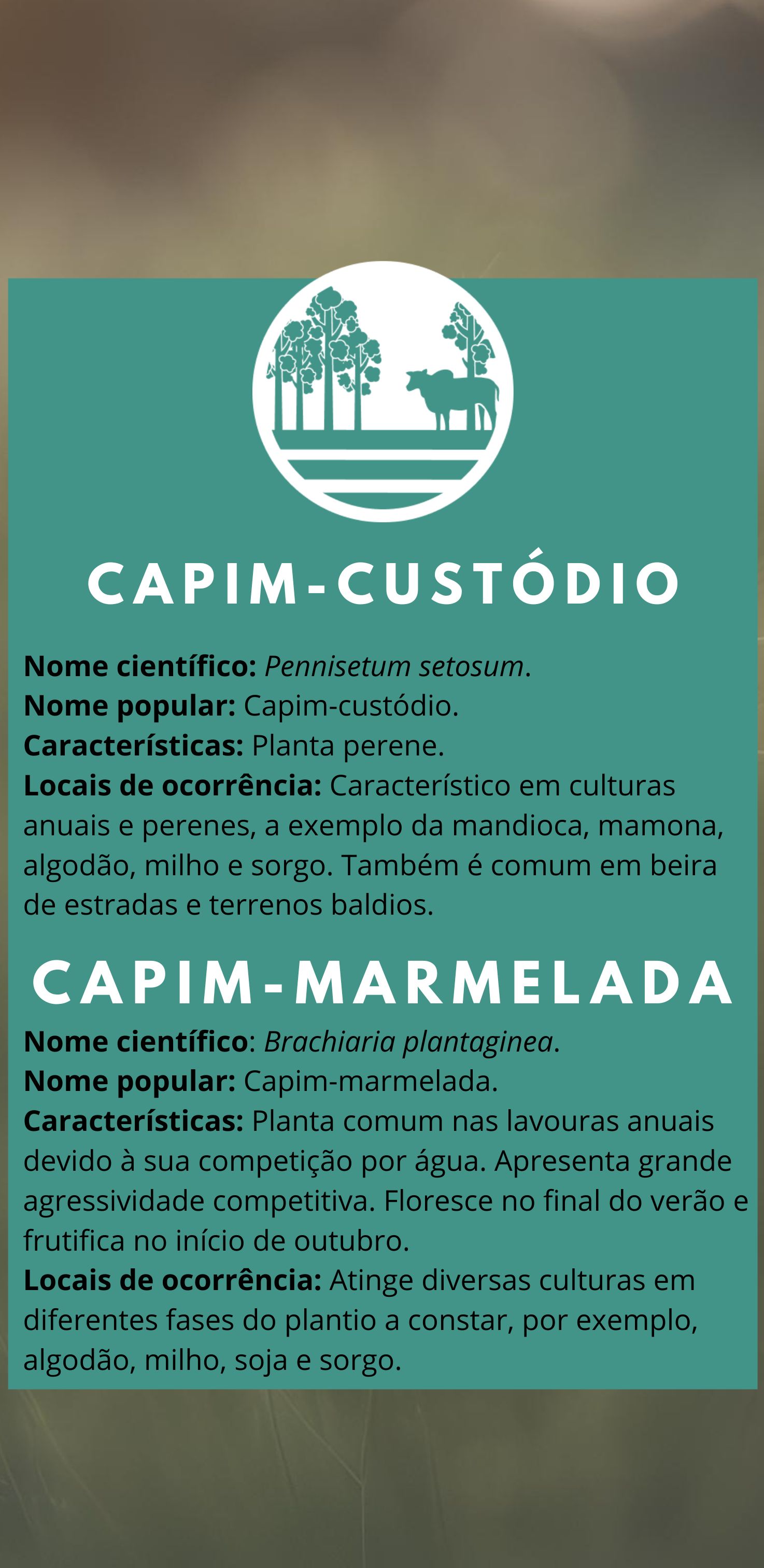 capim custódio.
