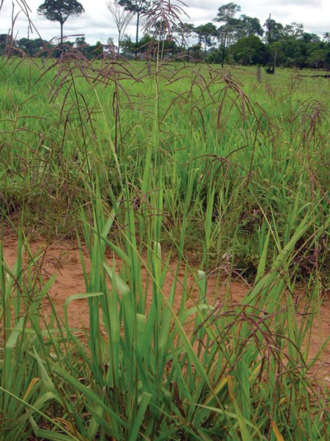 Campo com planta daninha