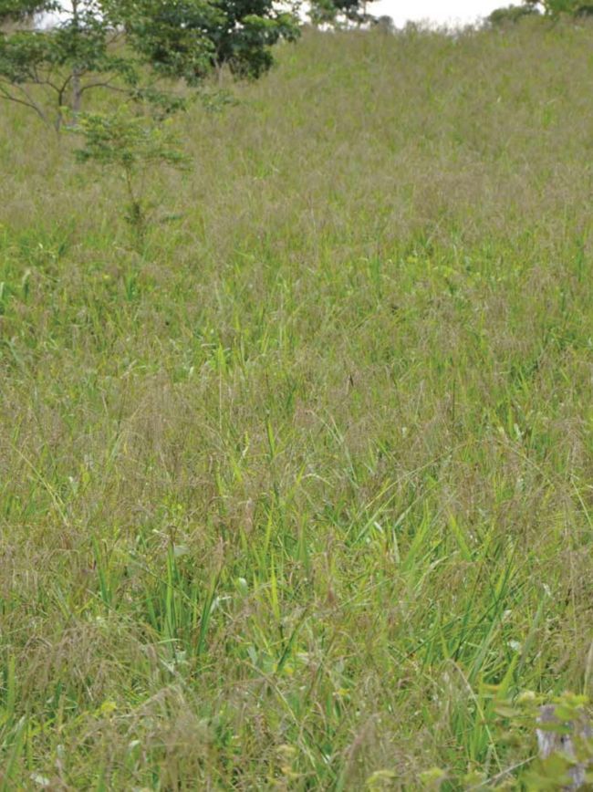 Campo com planta daninha