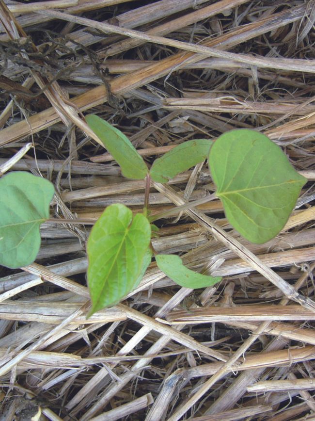 Campo com planta daninha