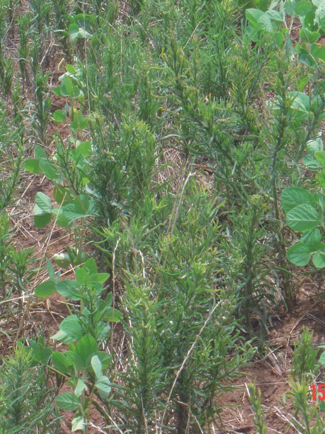 Planta daninha no campo