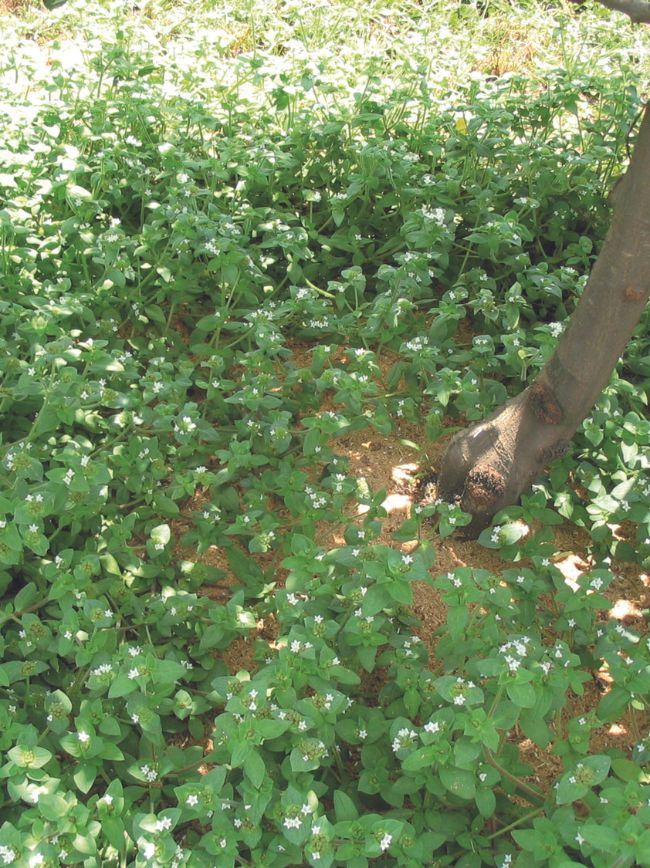 Plantas invasoras