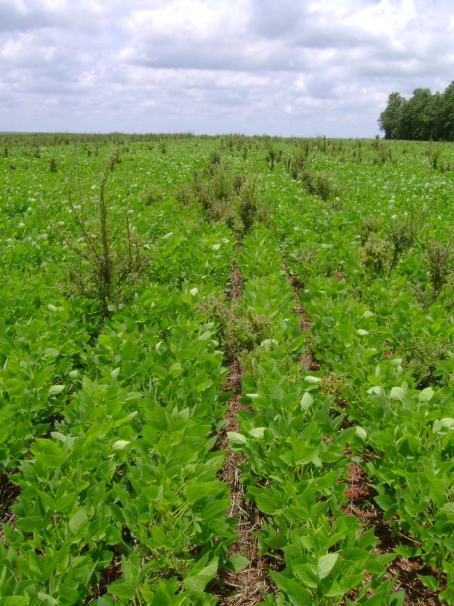 O que é o controle químico de plantas daninhas?