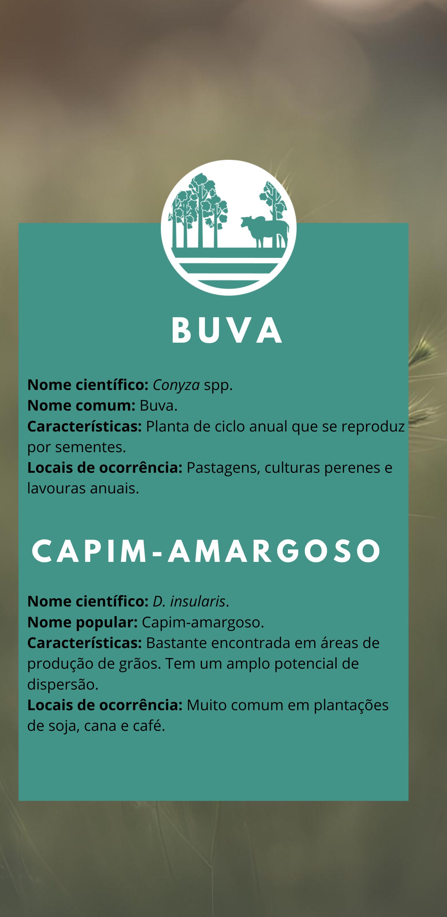 planta daninha