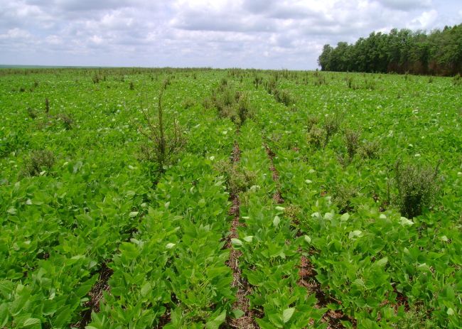 Presença de daninha no campo