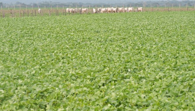 Área de ILP em Mato Grosso