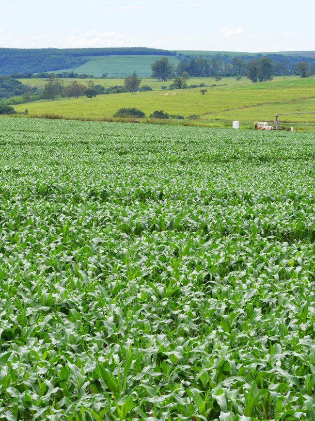 Área com lavoura.