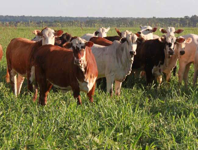 Animais em pasto de propriedade.