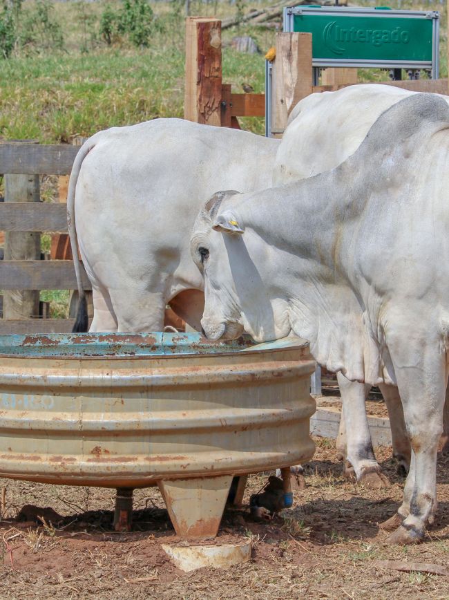 Gado tomando água.