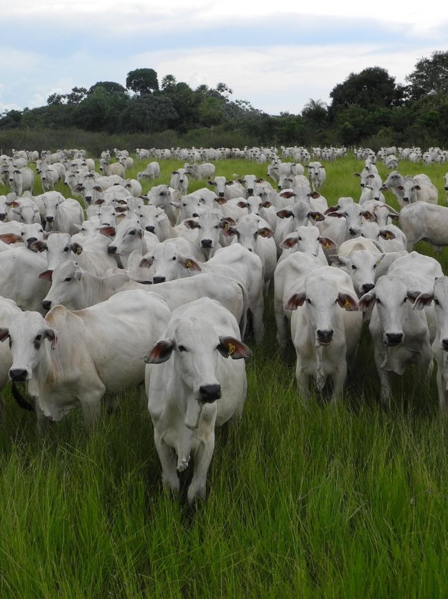 Animais no pasto.