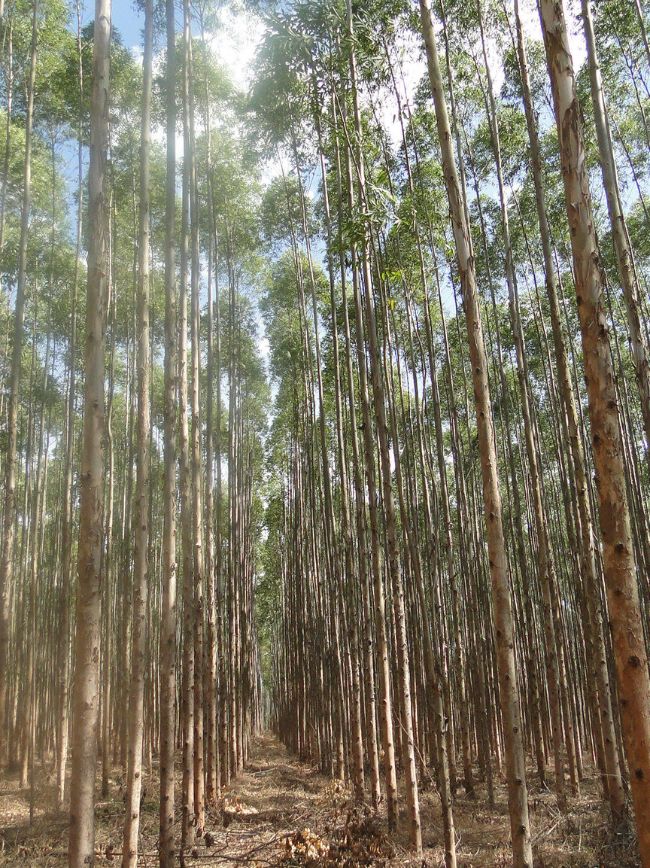 Área com eucalipto.