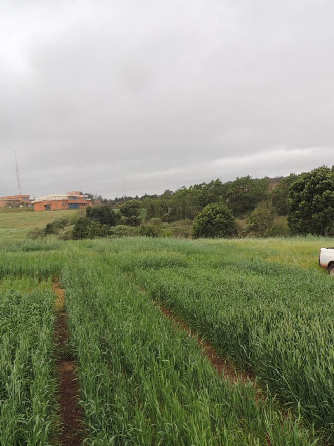 Área de produção com lavoura.