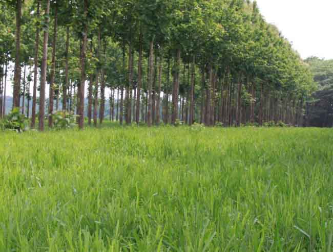Área de ILPF com teca.