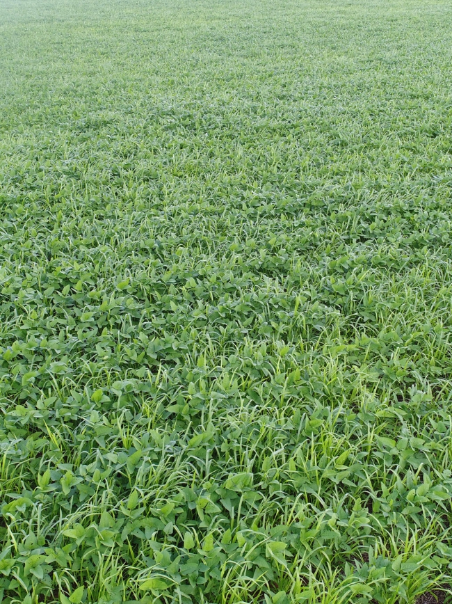 Campo com plantação de grãos.