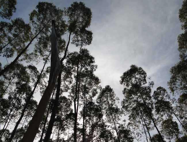 Plantação de Eucaplipto