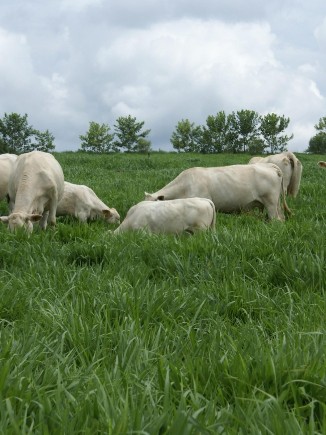 Fatores motivadores para a adoção da ILPF por pecuaristas de SC
