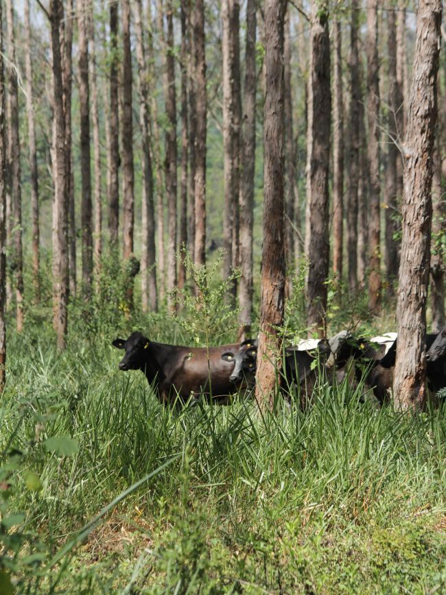 Animais em área de ILPF.