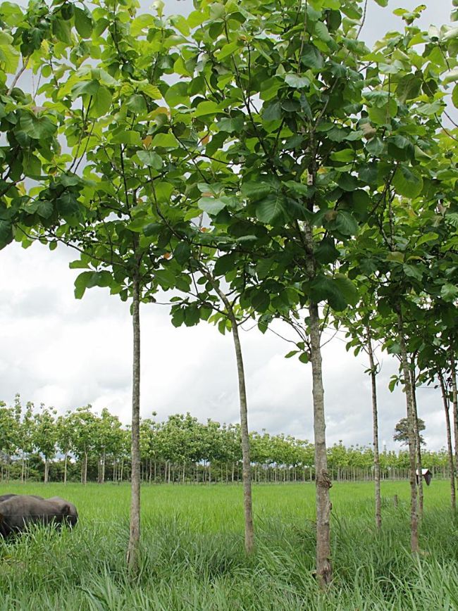 Bubalinos em área com a teca.