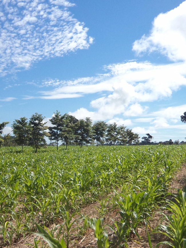 Sistema integrado entre agricultura e silvicultura.