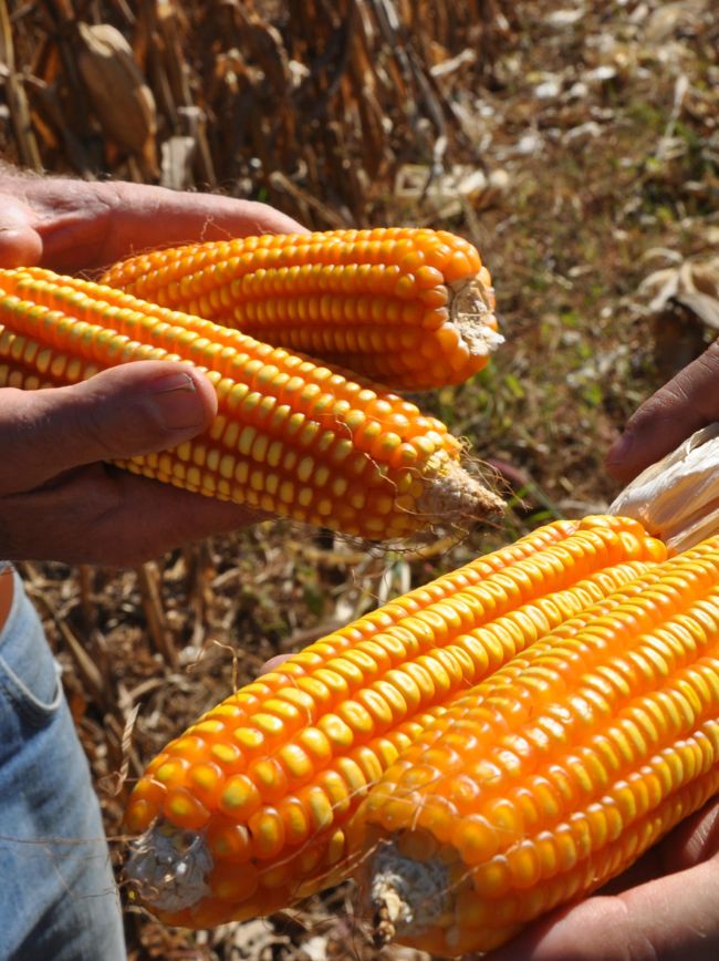 Milho colhido em área de produção integrada.