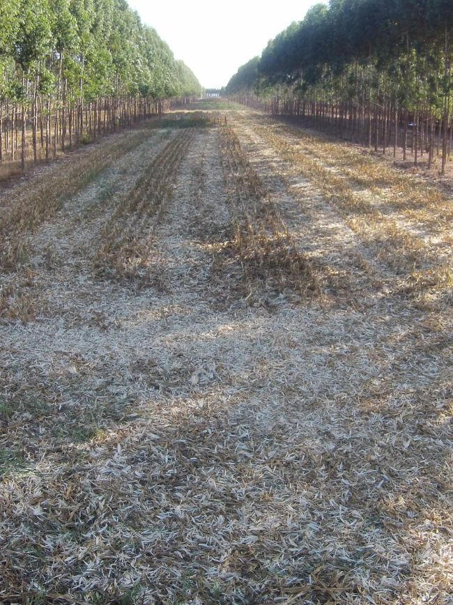 Eucalipto e lavoura em área de ILPF.