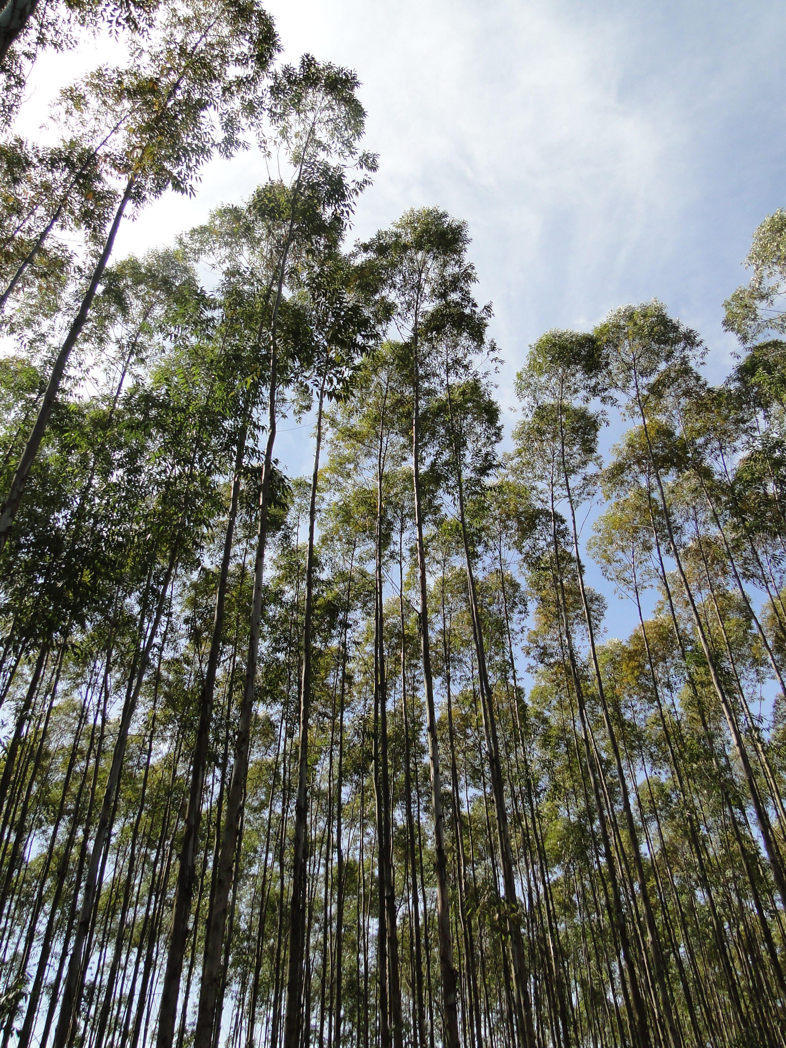 Plantação de Eucalipto