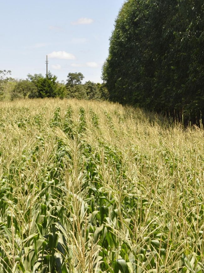 Sistema Integrado de Produção no campo.